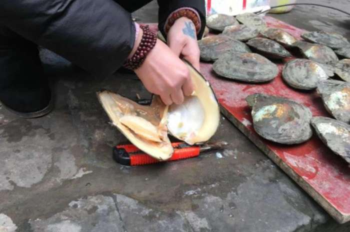 女子蹲地上做买卖"活蚌取珠50元"表面看划算实际有"玄机"|珍珠|蚌壳