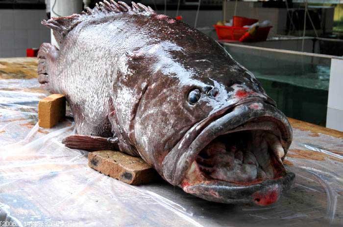 从来没看到过这么大的石斑鱼素有海鸡肉之称