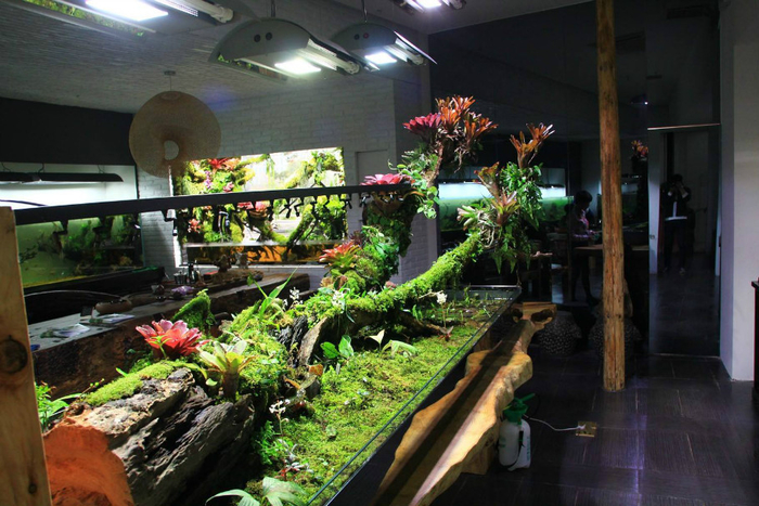 家居水景丨一款很有特色雨林沼泽缸作品
