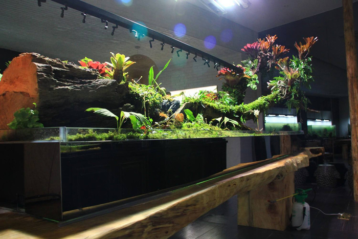 家居水景丨一款很有特色雨林沼泽缸作品
