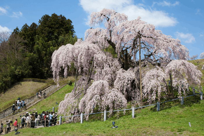 春天到日本東北地區去嗎? 不要錯過這5個推薦的賞櫻景點!