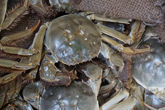 男子水产市场买大闸蟹,回家后发现螃蟹化石!