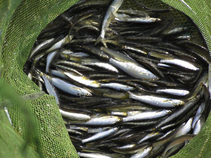 这种小鱼身材修长长得很是墩实我们管它叫老太婆