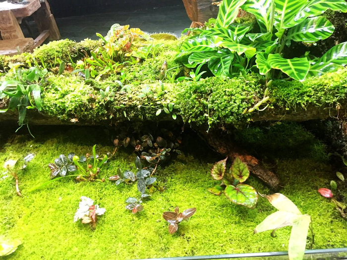 家居水景丨一款很有特色雨林沼泽缸作品