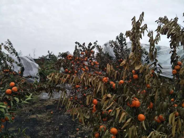 广西1200株砂糖桔遭毒手100多万元打水漂果农欲哭无泪