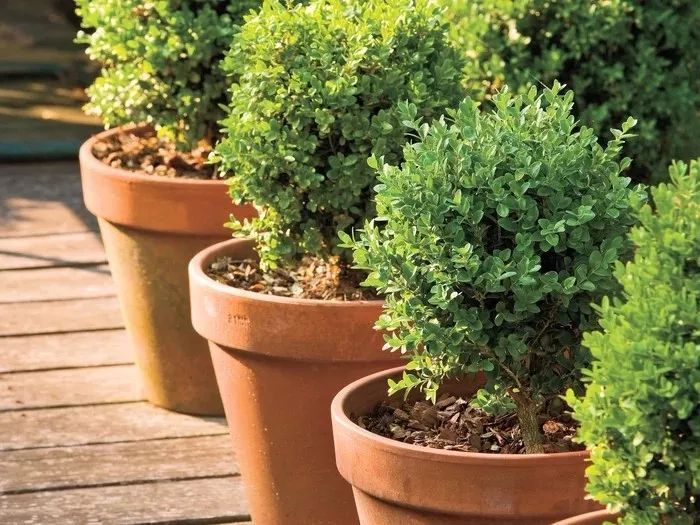 冬天养在室内耐寒的5种植物盆景半个月不浇水也没关系