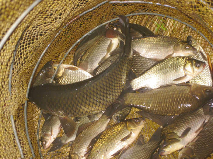 小河沟里大丰收连续上鱼不时还有双飞