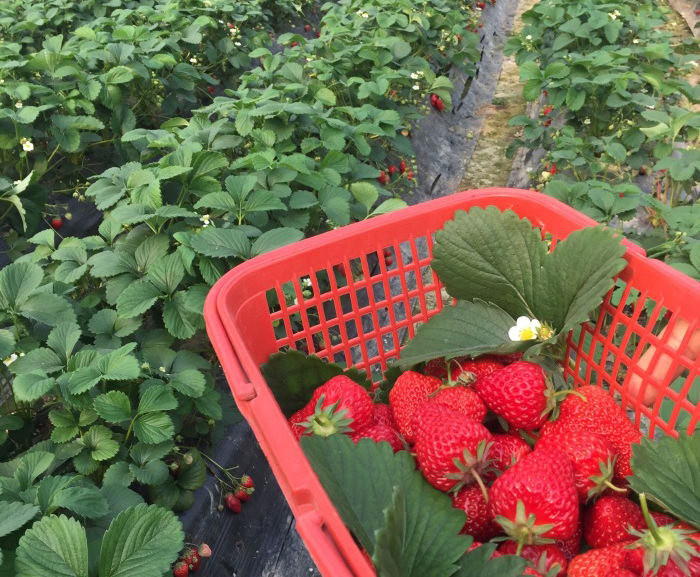 好吃的不得了!度假区最新草莓采摘地图出炉!