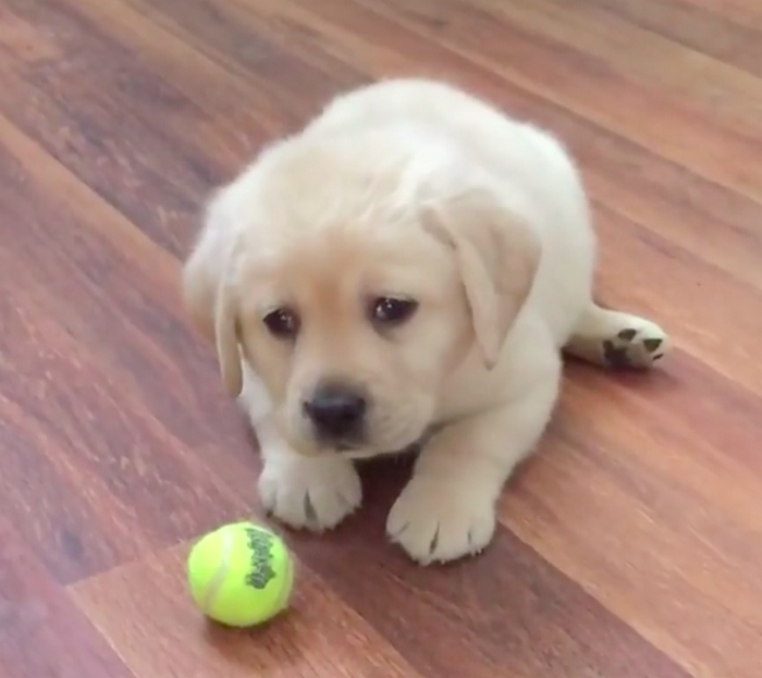 拉布拉多忠诚懂事,它们小时候的模样更加可爱.