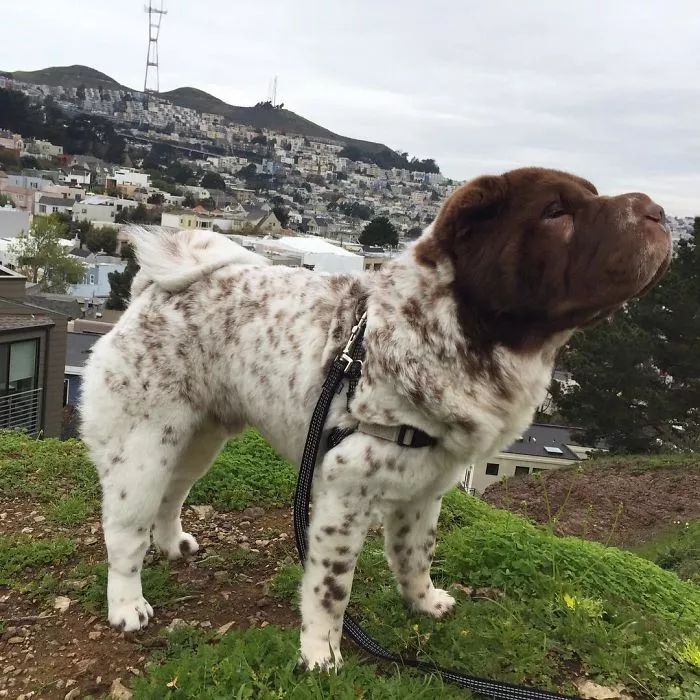 熊头狗身混血沙皮红遍欧美,中华名犬打响基因战首炮