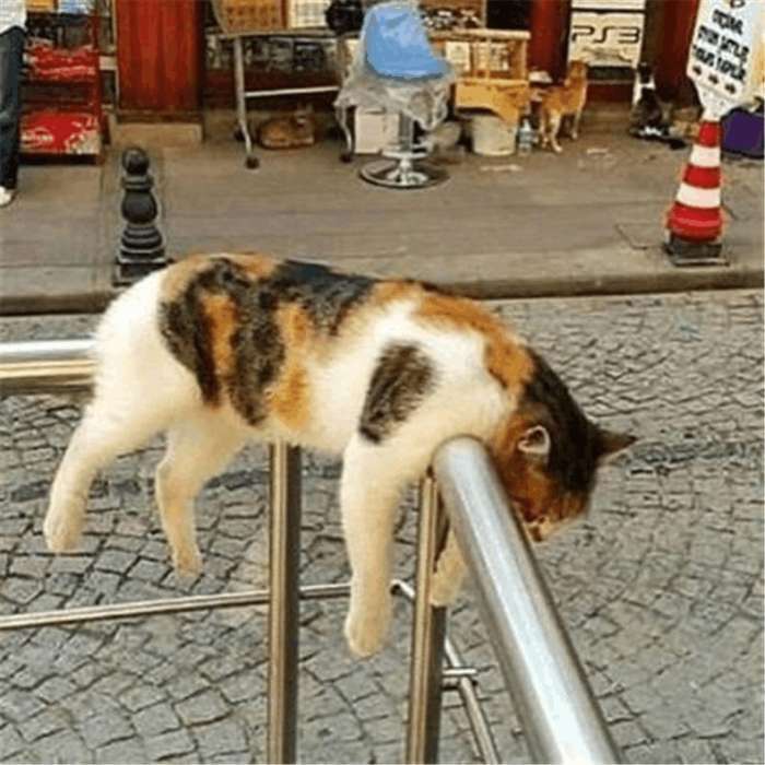 这只双手交叉的猫不简单啊,即便是颓废的瘫坐姿势,却隐约藏着一股端庄