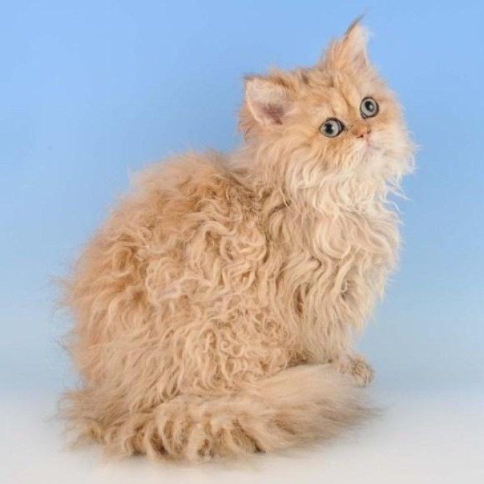 狗狗有卷毛狗猫咪也有卷毛猫