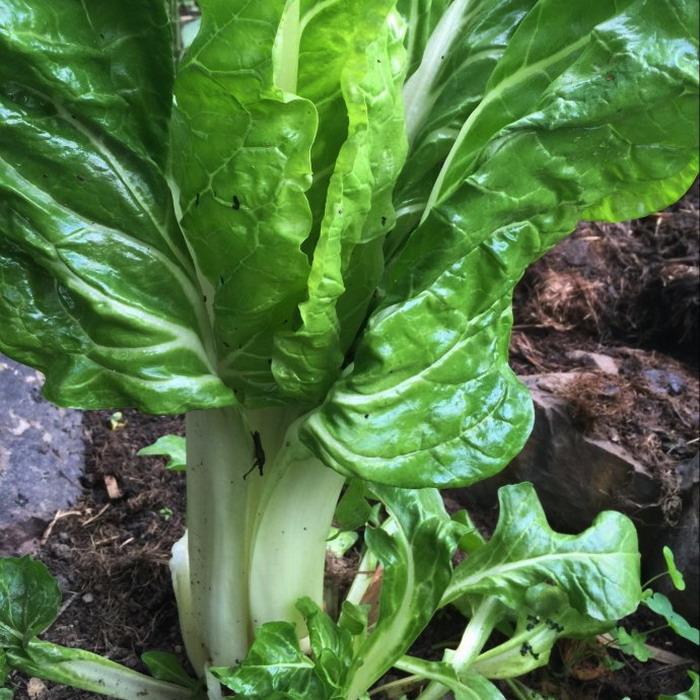 这种蔬菜就是"牛皮菜",学名"莙荙菜",它长着厚厚的叶子,茎秆很壮实,有