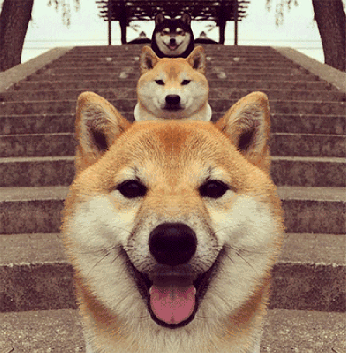 宠物为什么要接种疫苗