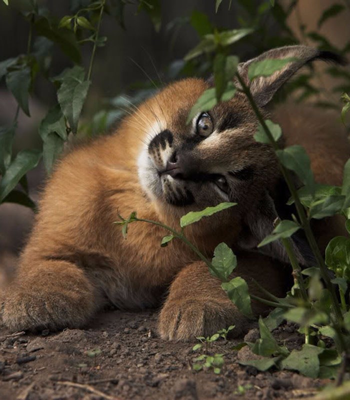 世界上最萌的猫咪,它是奔跑最快的小型猫科动物!