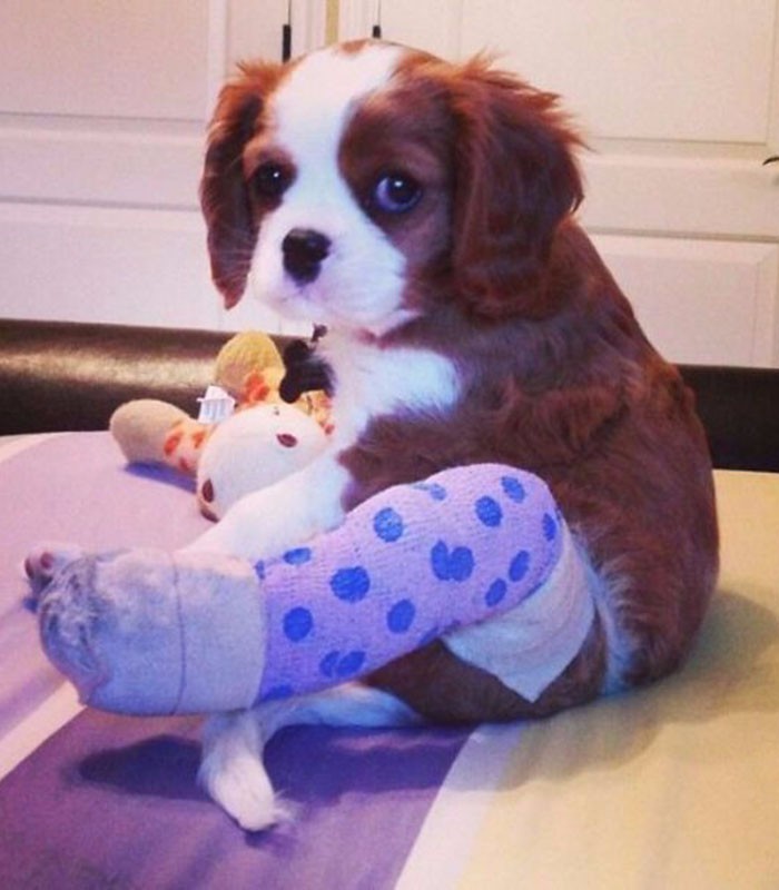 这些受伤打石膏神表情的小动物打开一张就笑喷了