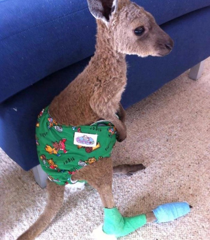 这些受伤打石膏神表情的小动物打开一张就笑喷了