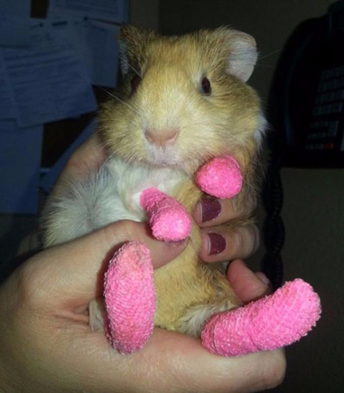 这些受伤打石膏神表情的小动物打开一张就笑喷了