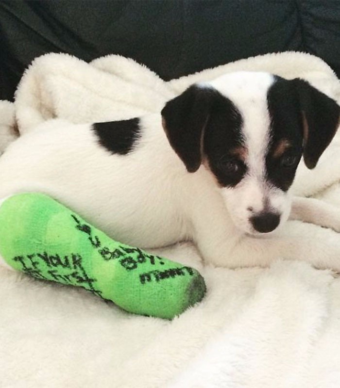 这些受伤打石膏神表情的小动物打开一张就笑喷了