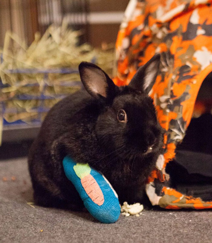 这些受伤打石膏神表情的小动物打开一张就笑喷了