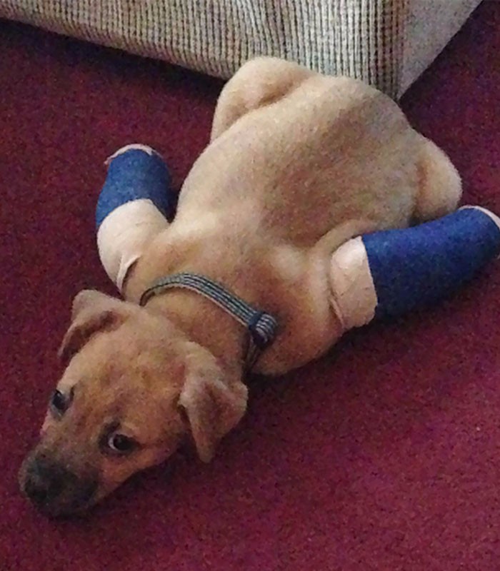 这些受伤打石膏神表情的小动物,打开一张就笑喷了!