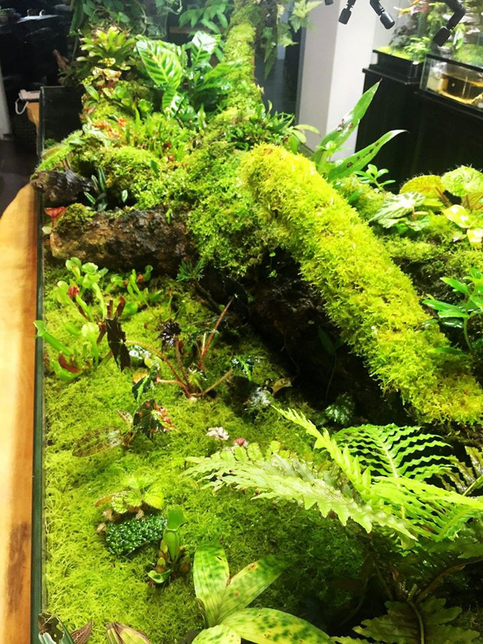 家居水景丨一款很有特色雨林沼泽缸作品
