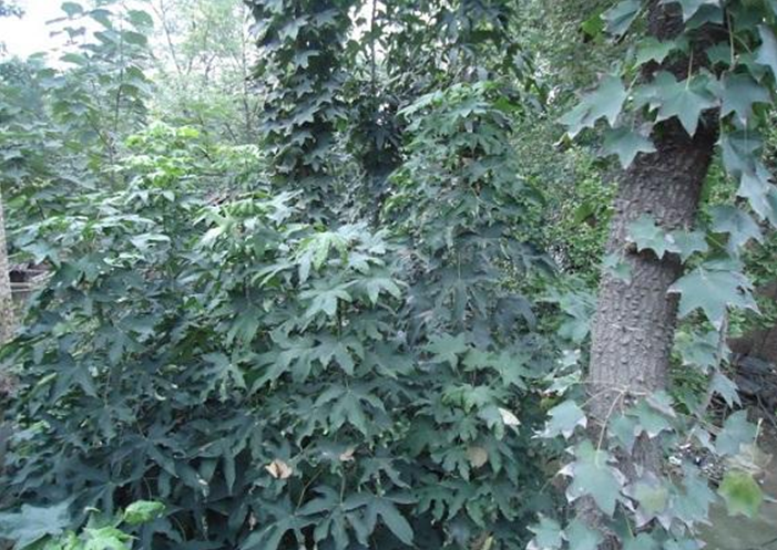 刺楸的价值和栽培技术|刺楸|技术|价值_新浪新闻