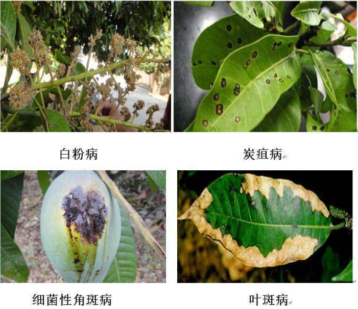 一,根据芒果的主发病害,以下中草药制剂针对性防治侵染枝干时,首先