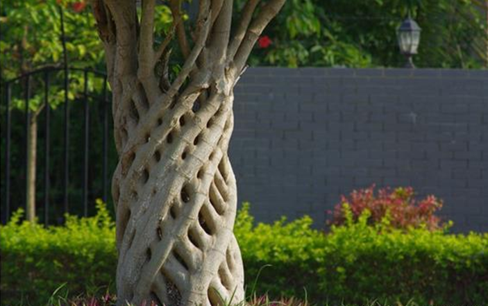 榕树的价值和栽培技术