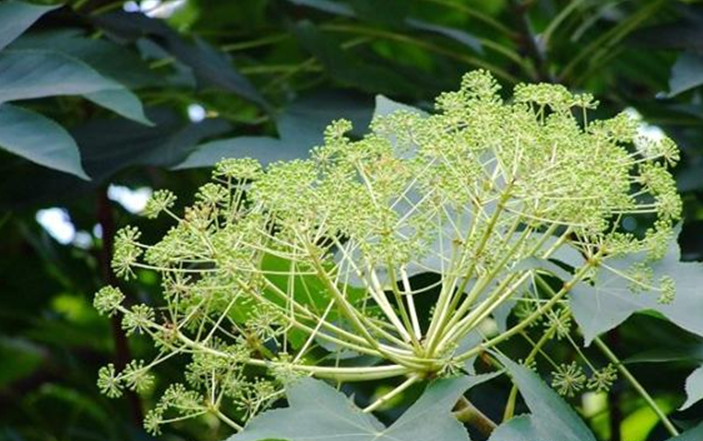 刺楸的价值和栽培技术