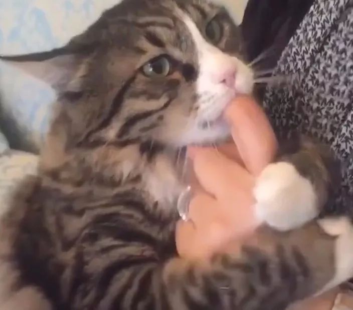 猫咪染上怪癖不吮吸手指头会焦虑爱动片看多了吧