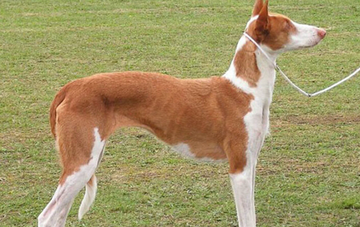 视觉敏锐嗅觉灵敏具有人弹跳力的猎犬伊比赞猎犬