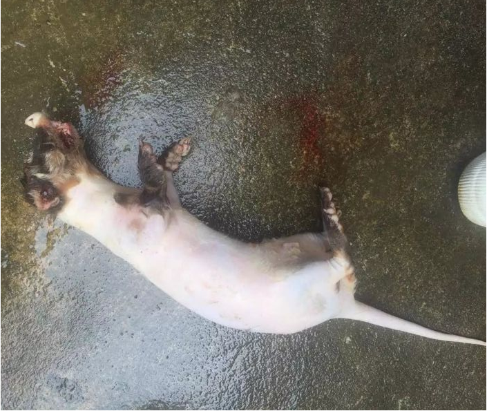 第一次吃到传说中的果子狸味道香滑我却难以下咽