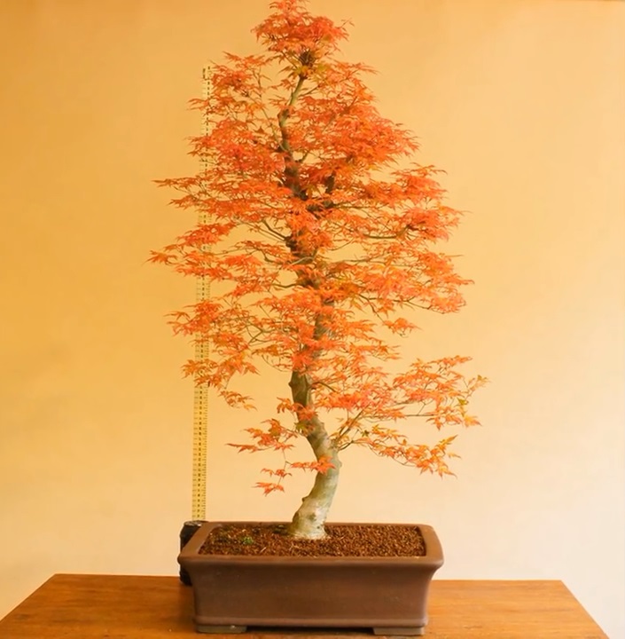 日本盆景不只有松柏,枫树也是非常漂亮的