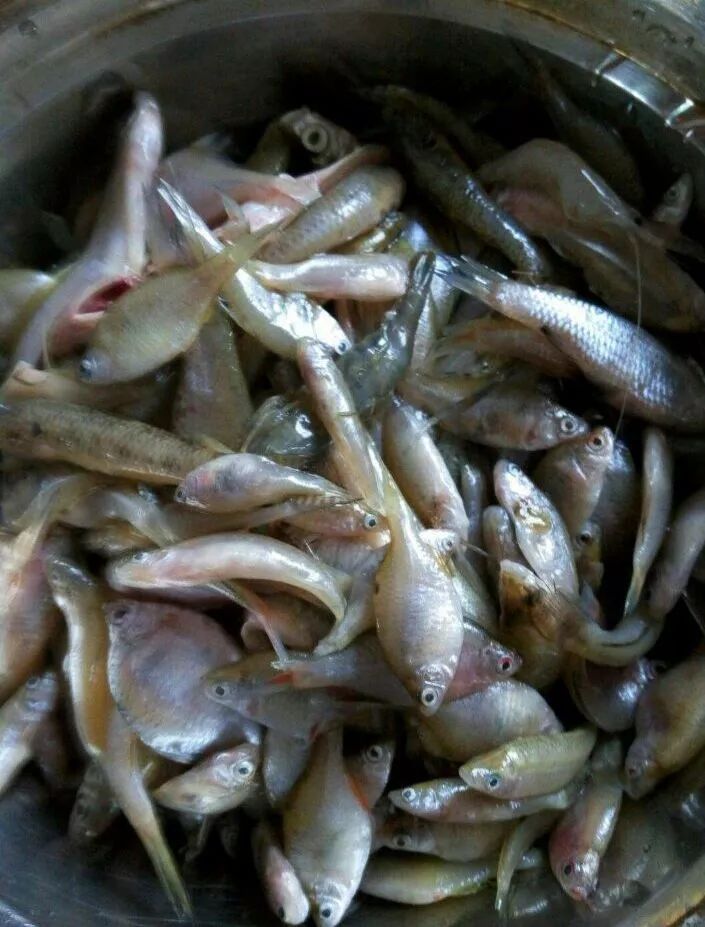 农村河里的小鱼,小时候抓到常用来煎着吃,那是从小吃到大的美味