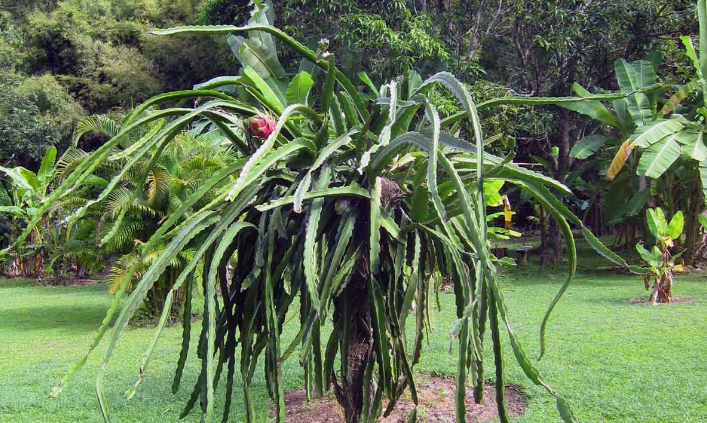 龙骨也叫霸王花,量天尺,是一种仙人掌科的植物.