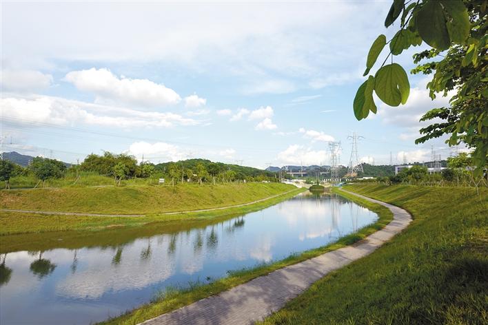 茅洲河光明新区段可见鱼翔浅底鸟掠芳洲