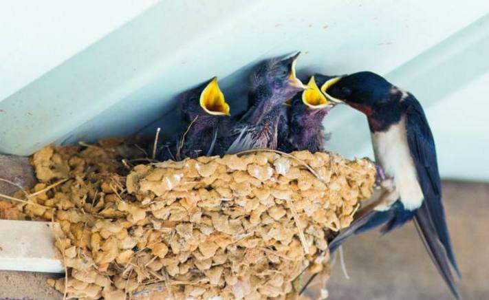 农村人屋檐下的燕子窝,不要把它不当一回事,好处实在太多