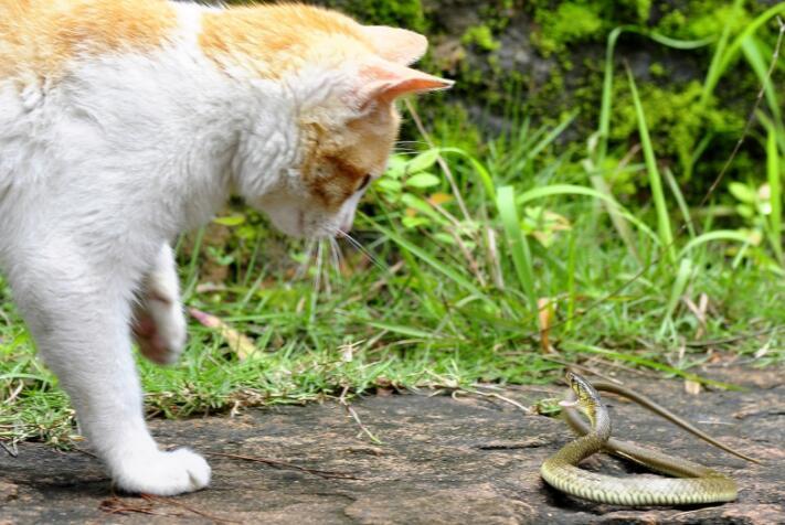 半截蛇身都被牛蛙吞了, 这蛇还想怼死猫