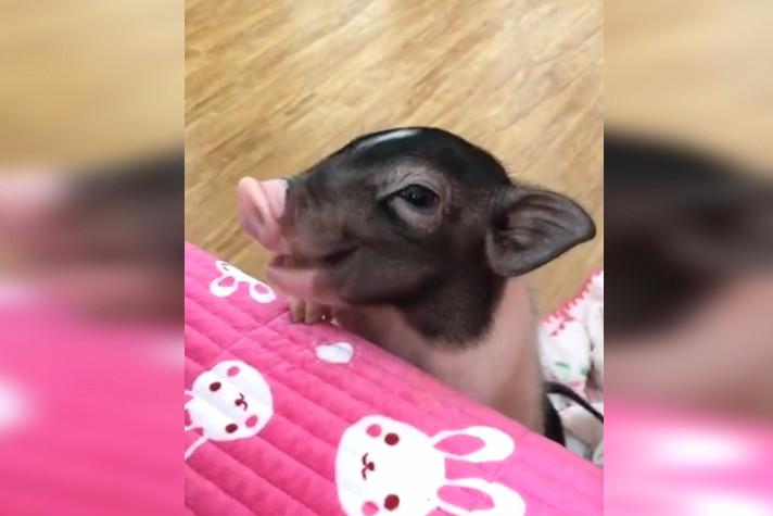 超萌的宠物猪,吃东西的那一刻太好笑了