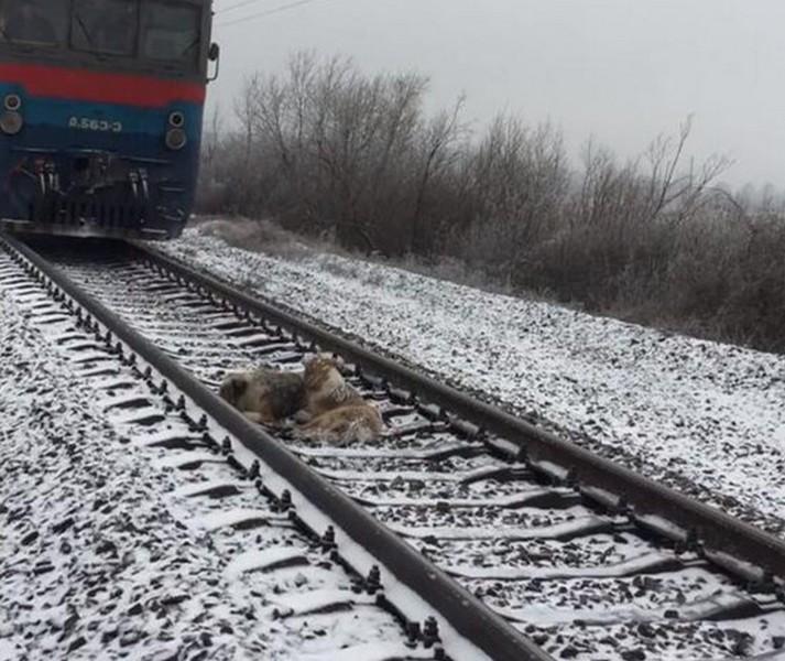 两只狗狗相拥卧轨,知道真相后所有人都哭了!