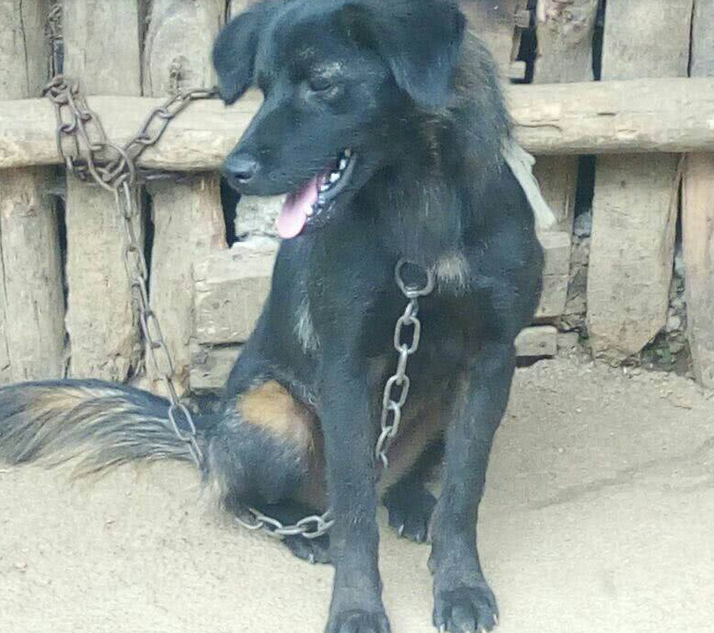 农村最常见的几种狗没想到如今有的也值上万元