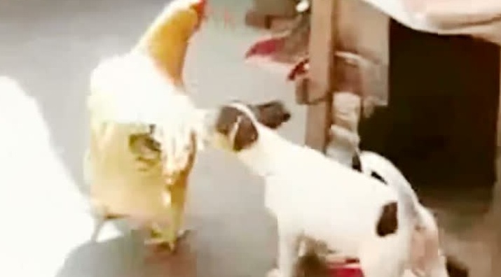 猥琐小狗想把母鸡拖进狗窝,求鸡的心理阴影面积!