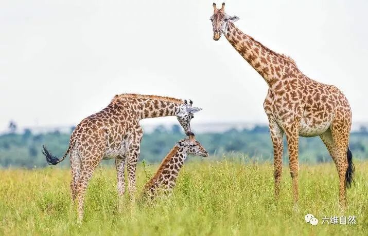 小长颈鹿也能发出像小牛的"哞,哞,哞"的叫声叫唤成年长颈鹿过来救助