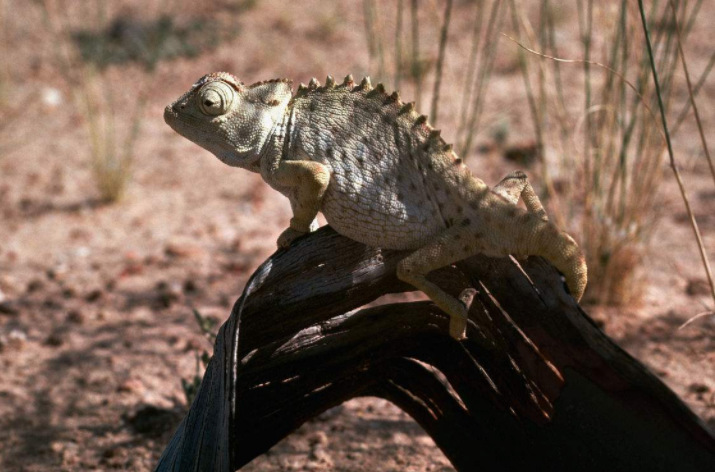 世界上生命力最顽强的植物沙漠章鱼能够在沙漠中活千年