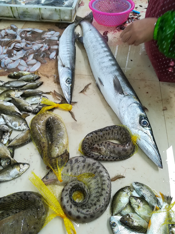 认真做鱼系列5梭鱼海狼