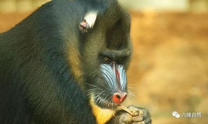 山魈凭借一张奇怪脸庞,凶狠起来能吓退狮子花豹等猛兽