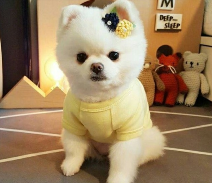 爱撒娇爱卖萌的宝贝,博美犬都市家庭的白富美!