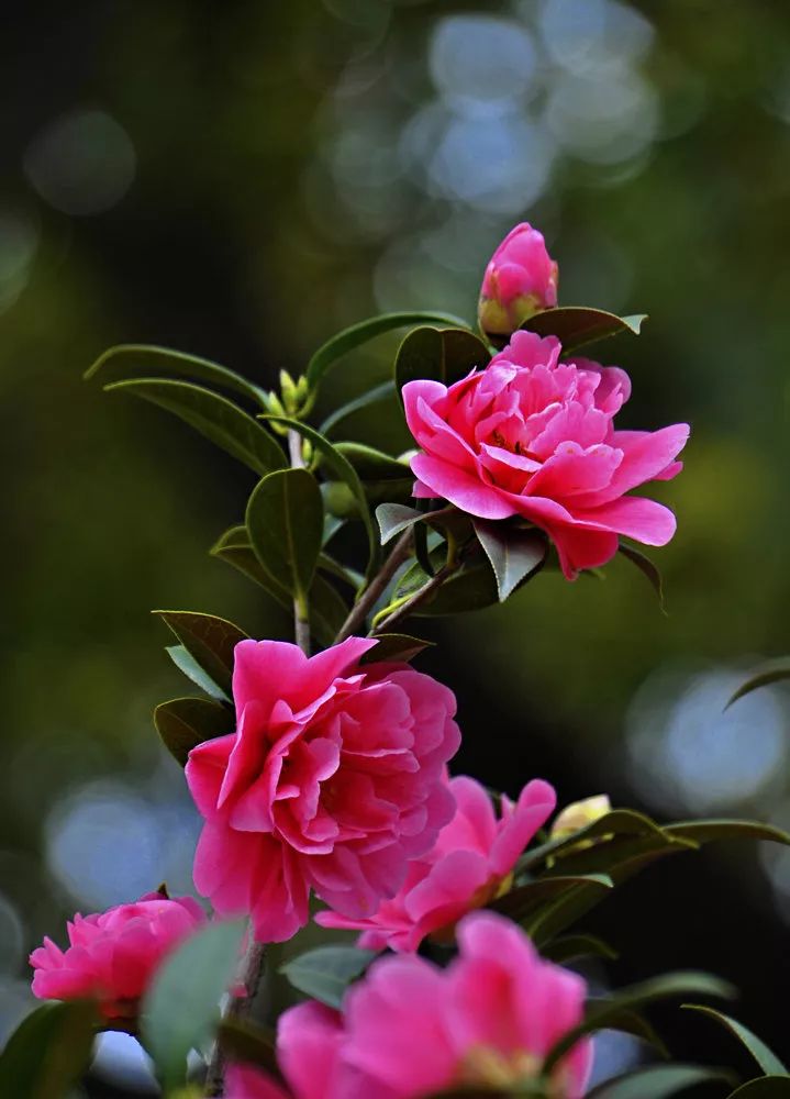 这几种花最适合在春天养花又大又美