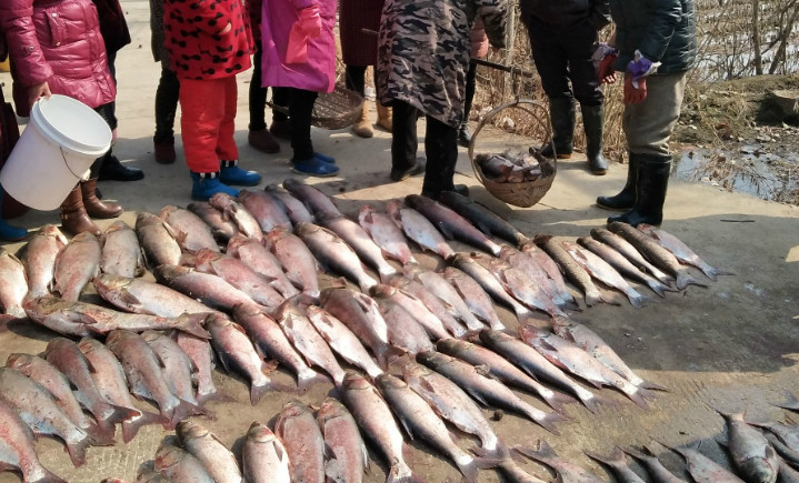 场面特别热闹,你们那里过年是这样吗|水库|鱼|过年_新浪新闻